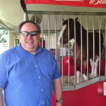 Budweiser Clydesdale